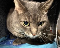 Shelter Stray Male Cat last seen Near Broadway, NEW YORK, NY, 10034, 326 E 110th St, New York, NY 10029, USA