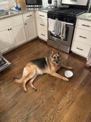Found/Stray Unknown Dog last seen On Eastboro Dr, Nashville, TN 37209