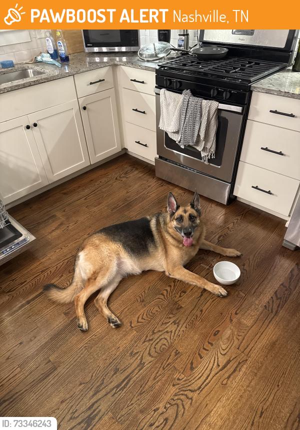 Found/Stray Unknown Dog last seen On Eastboro Dr, Nashville, TN 37209