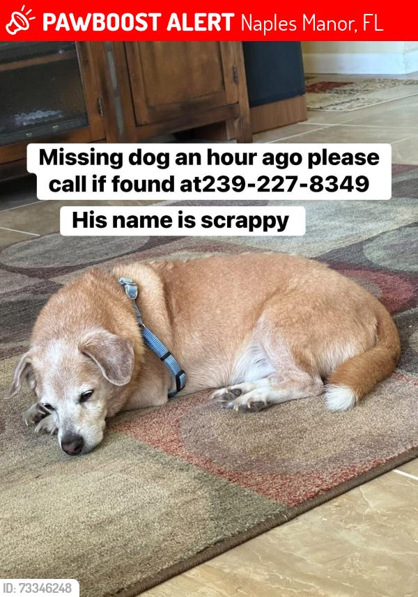 Lost Male Dog last seen Bryant Ave, Naples Manor, FL 34113