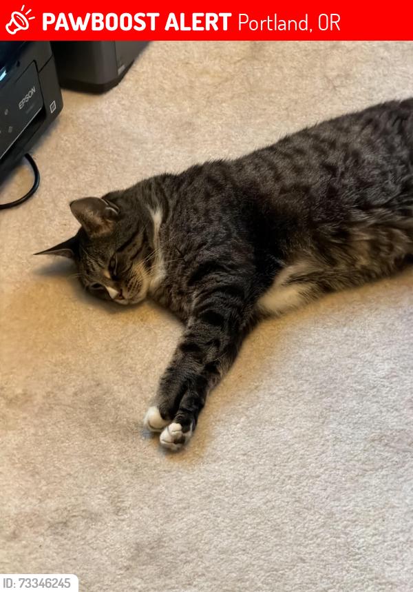 Lost Male Cat last seen Near se my scott blvd 97266, Portland, OR 97266
