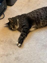 Lost Male Cat last seen Near se my scott blvd 97266, Portland, OR 97266