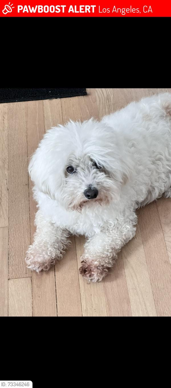 Lost Male Dog last seen Branford St and Beachy Ave, Los Angeles, CA 91331