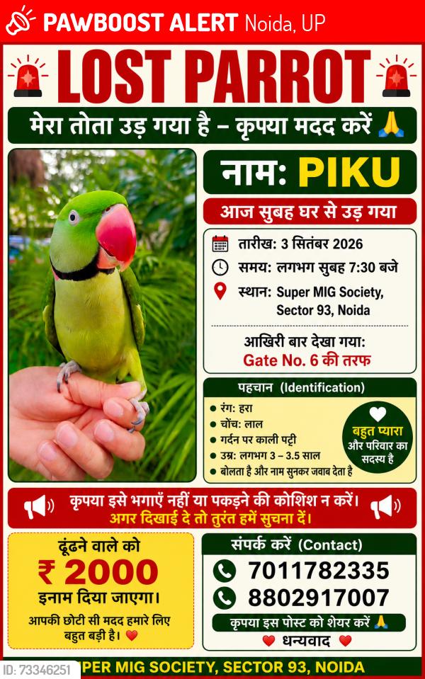 Lost Male Bird last seen Silver City apmts, Noida, UP 201304