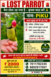 Lost Male Bird last seen Silver City apmts, Noida, UP 201304