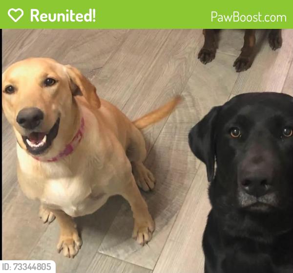 Reunited Male Dog last seen Drexel and 12th ave, Tucson, AZ 85706