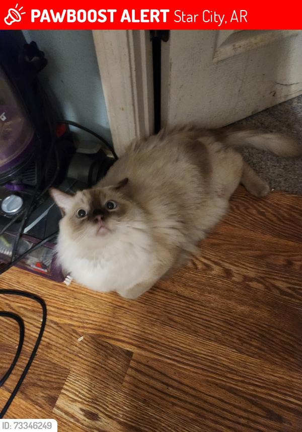 Lost Male Cat last seen High 114W and Journey (Weast) Road, Star City, AR 71667