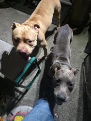 Reunited Unknown Dog last seen Marion road in sangaree, Sangaree, SC 29486