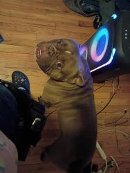 Reunited Male Dog last seen Near Meade St, Denver, CO 80204