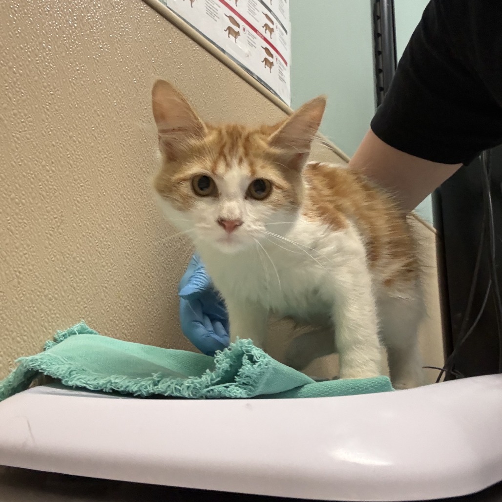 Shelter Stray Female Cat last seen , 2608 Center St, Tacoma, WA 98409, USA