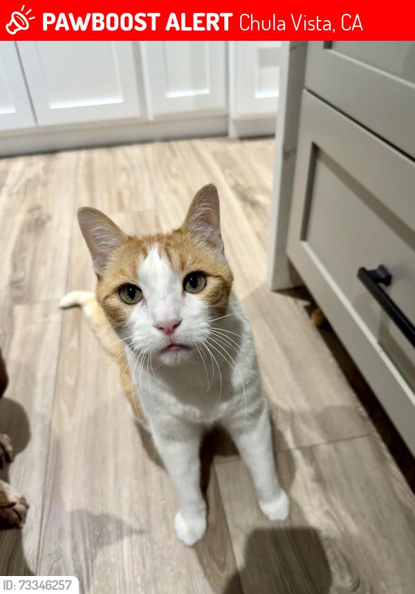 Lost Male Cat last seen Telegraph Canyon Rd and Paseo Ladera, Chula Vista, CA 91911