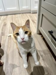 Lost Male Cat last seen Telegraph Canyon Rd and Paseo Ladera, Chula Vista, CA 91911