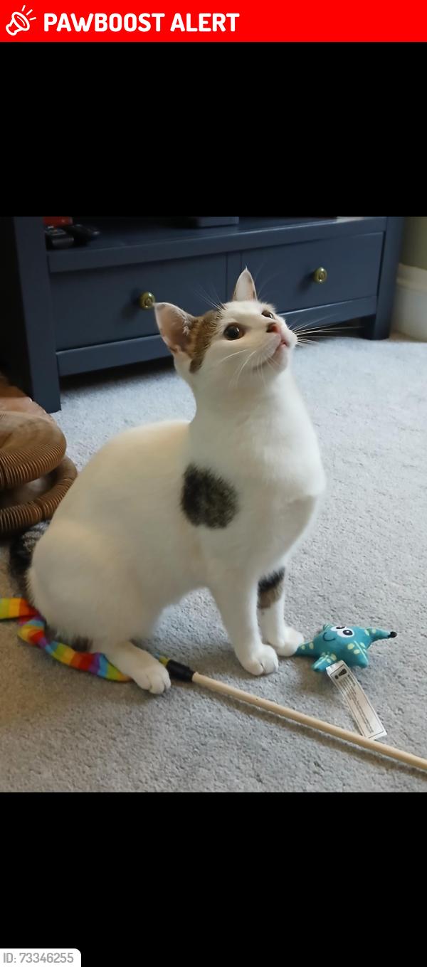 Lost Female Cat last seen Warley Woods, West Midlands, England 