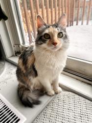 Reunited Female Cat last seen Legacy public school, shell gas station, Markham, ON L3S 4G3