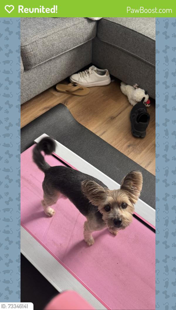 Reunited Male Dog last seen Dean highland area, Waco, TX 76707