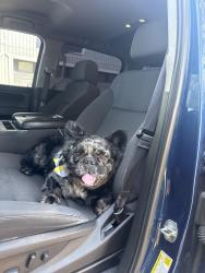 Lost Male Dog last seen Lakeview dr, Palmdale, CA 93551