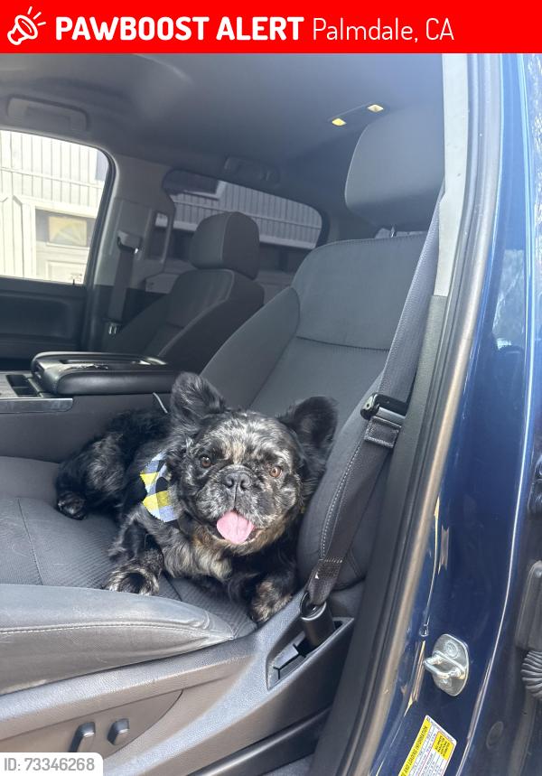 Lost Male Dog last seen Lakeview dr, Palmdale, CA 93551