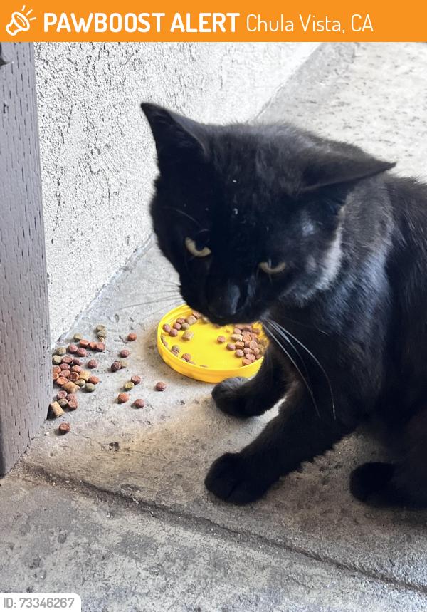 Found/Stray Unknown Cat last seen Near Palomar street, Chula Vista, CA 91911