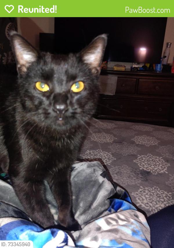 Reunited Male Cat last seen Tava waters 9201 e Mississippi ave, Denver, CO 80247