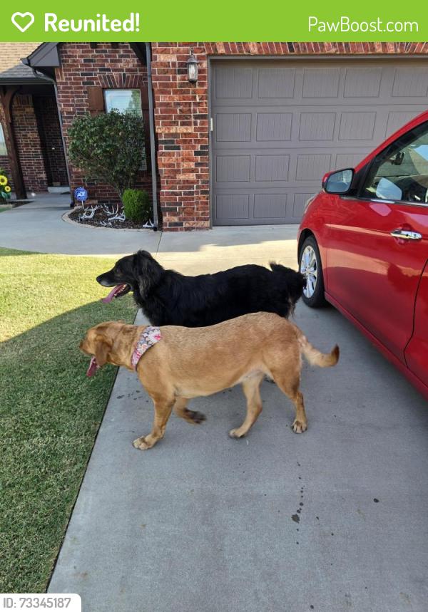 Reunited Unknown Dog last seen Dobbs rd, Harrah, OK 73045