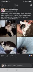 Lost Male Cat last seen Semiahmoo Dr, Blaine, WA 98230