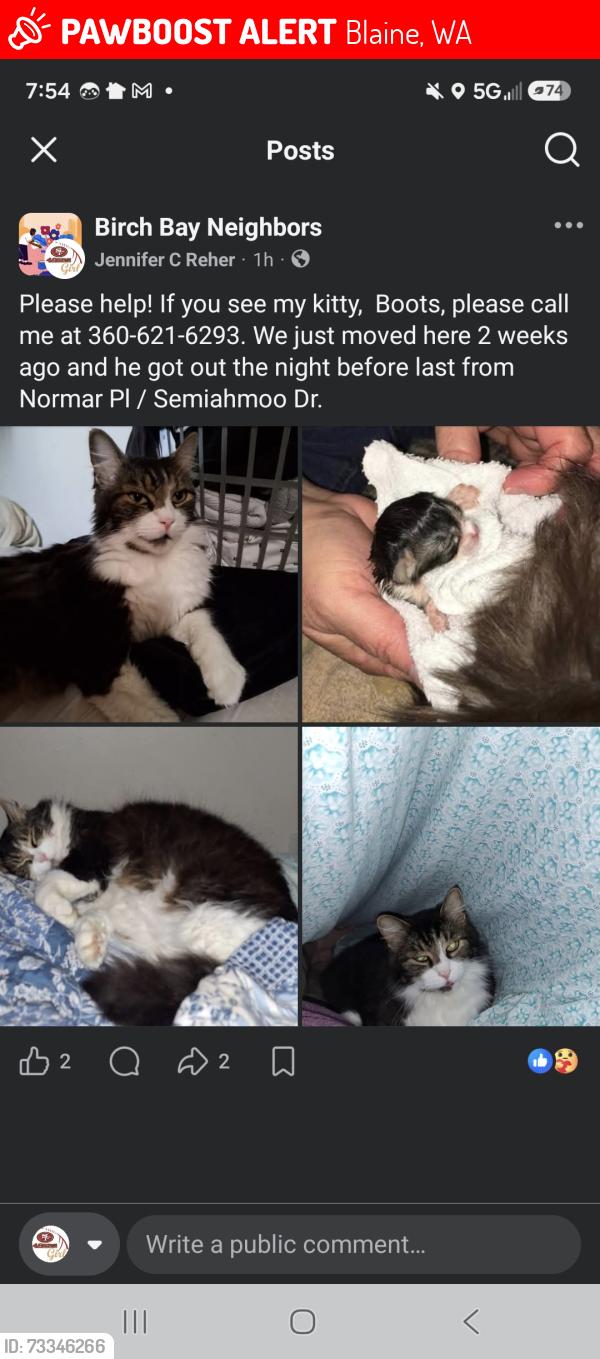 Lost Male Cat last seen Semiahmoo Dr, Blaine, WA 98230