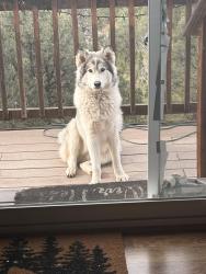 Lost Male Dog last seen Rumor Brewery, Cedar Crest, NM 87008