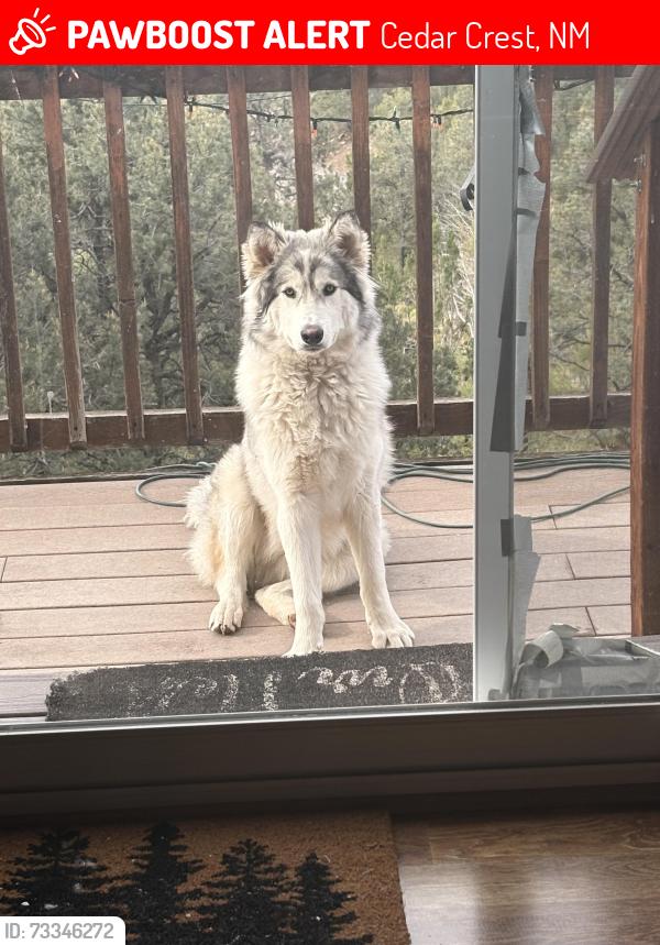 Lost Male Dog last seen Rumor Brewery, Cedar Crest, NM 87008