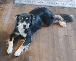 Reunited Male Dog last seen 34th St & Indiana, Lubbock, TX 79410