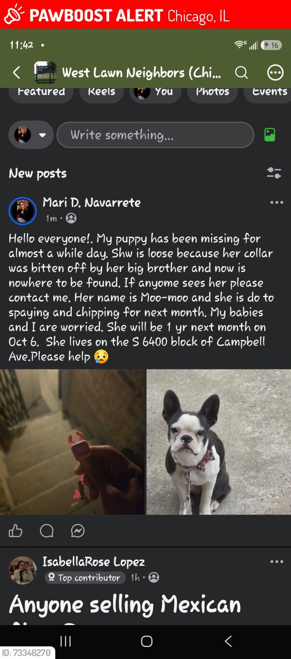 Lost Female Dog last seen Near s Campbell Ave, Chicago, IL 60629