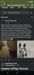 Lost Female Dog last seen Near s Campbell Ave, Chicago, IL 60629