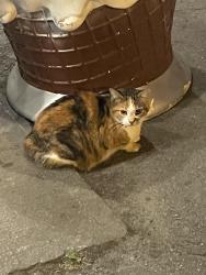 Found/Stray Unknown Cat last seen Sitting under the outdoor chair at the Dairy Queen on Parc & Bérubé, Montréal, QC H2V 4E5
