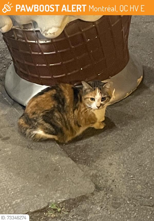 Found/Stray Unknown Cat last seen Sitting under the outdoor chair at the Dairy Queen on Parc & Bérubé, Montréal, QC H2V 4E5