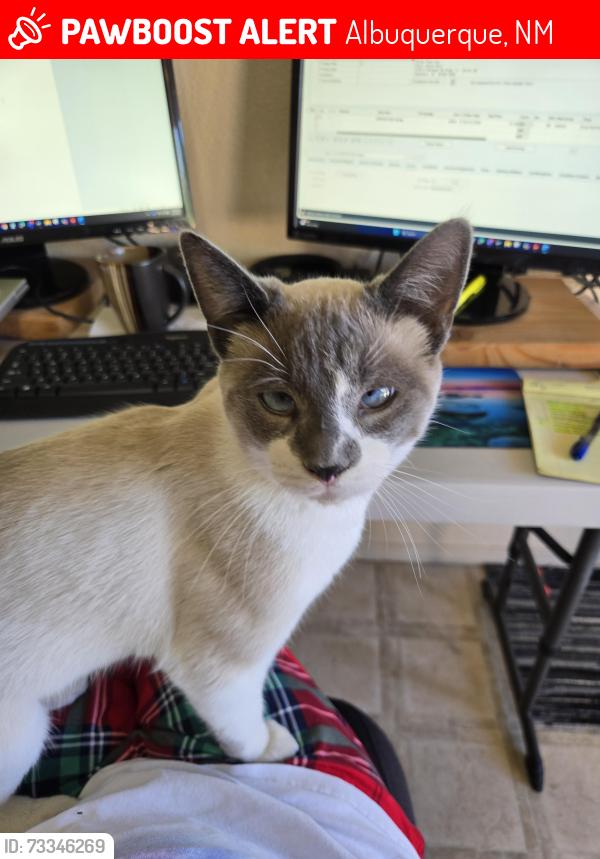 Lost Male Cat last seen Telstar Loop NW and 64th, Albuquerque, NM 87121
