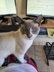 Lost Male Cat last seen Telstar Loop NW and 64th, Albuquerque, NM 87121