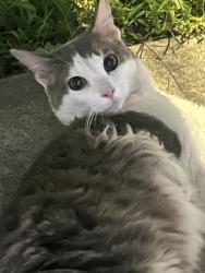 Found/Stray Unknown Cat last seen beach 65th, Queens, NY 11692