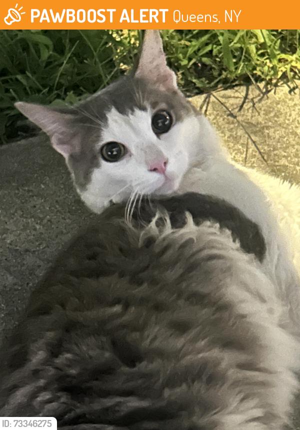 Found/Stray Unknown Cat last seen beach 65th, Queens, NY 11692