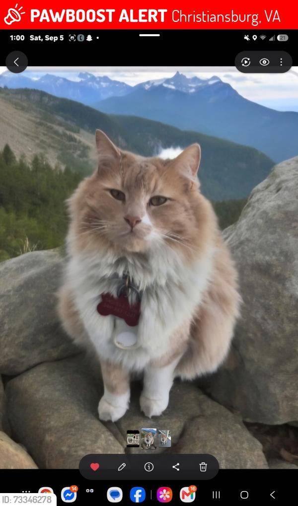 Lost Male Cat last seen Virginia Christiansburg, Christiansburg, VA 24073