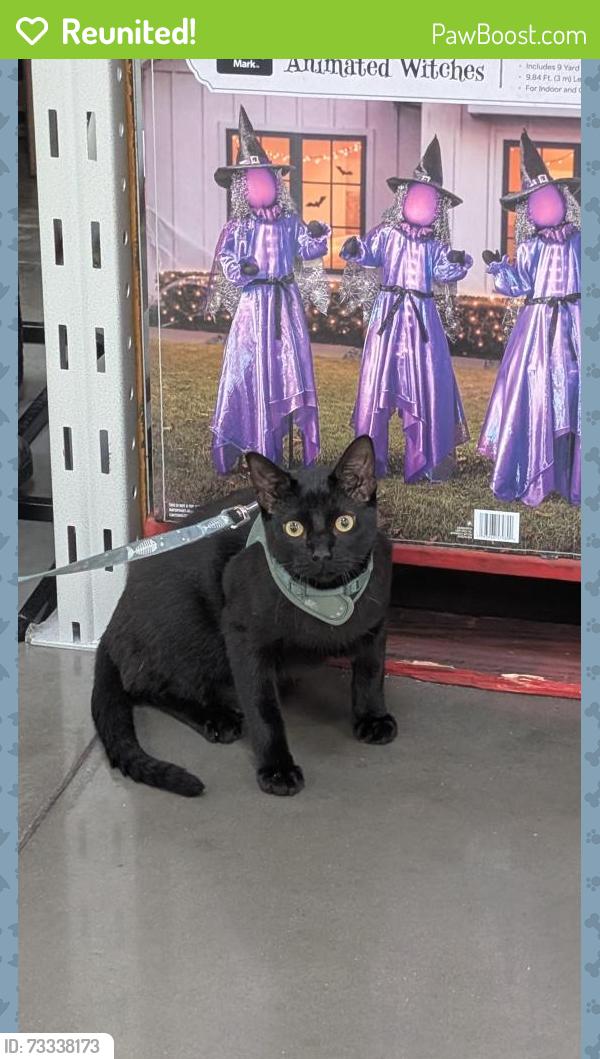 Reunited Male Cat last seen McKenzie trails lennar, Balch Springs, TX 75180