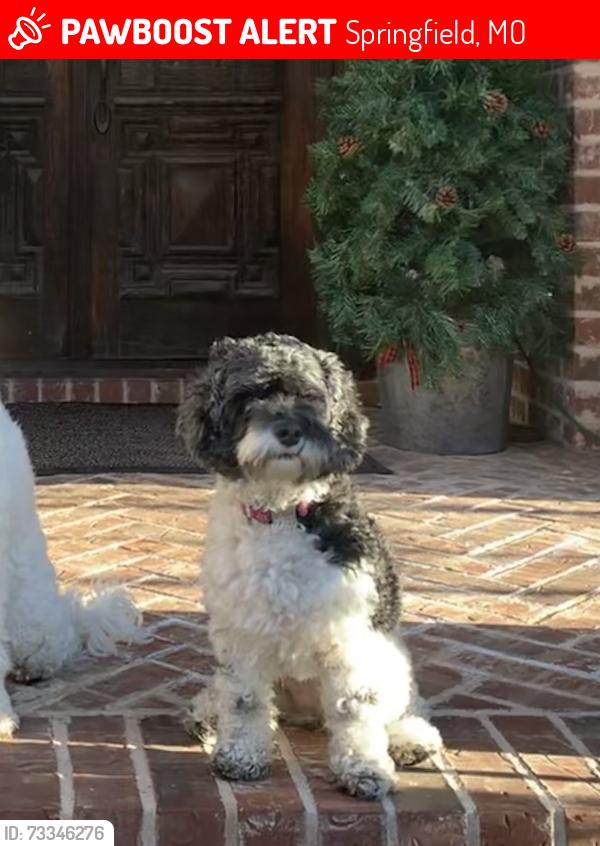 Lost Female Dog last seen Near S Bellhurst Ave, Springfield, MO 65804