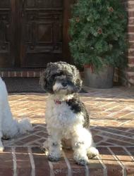 Lost Female Dog last seen Near S Bellhurst Ave, Springfield, MO 65804