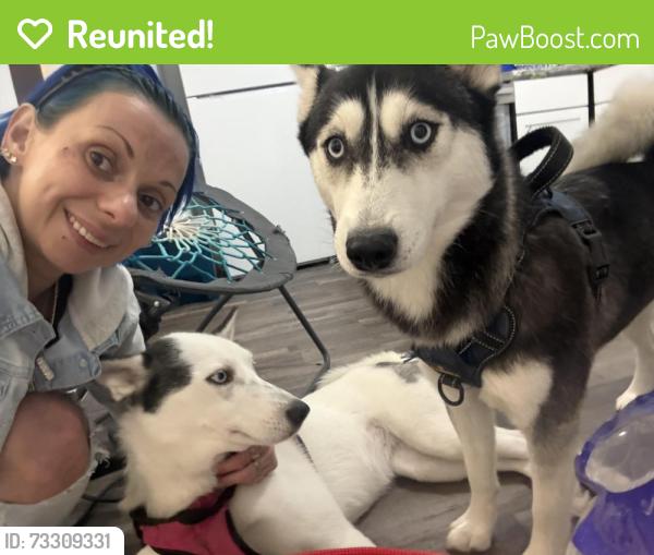 Reunited Female Dog last seen Vineyard and madison, Anderson, IN 46011