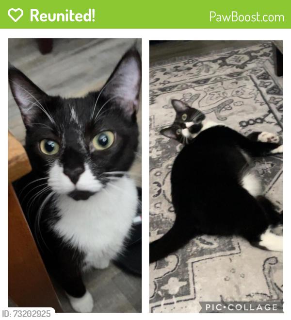 Reunited Female Cat last seen Simmons St, New Bern, NC 28562
