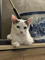 Found/Stray Female Cat last seen Barrington & Tennessee, Santa Monica, CA 90404