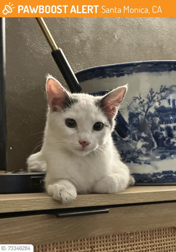 Found/Stray Female Cat last seen Barrington & Tennessee, Santa Monica, CA 90404