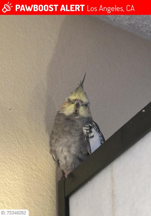 Lost Female Bird last seen Near Topanga Camyon Blvd, Los Angeles, CA 91303