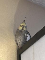 Lost Female Bird last seen Near Topanga Camyon Blvd, Los Angeles, CA 91303