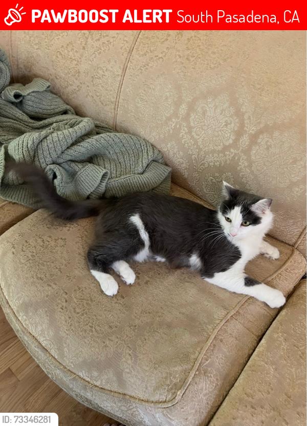 Lost Female Cat last seen Fair Oaks (between Laurel & Oak), South Pasadena, CA 91030