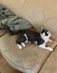 Lost Female Cat last seen Fair Oaks (between Laurel & Oak), South Pasadena, CA 91030