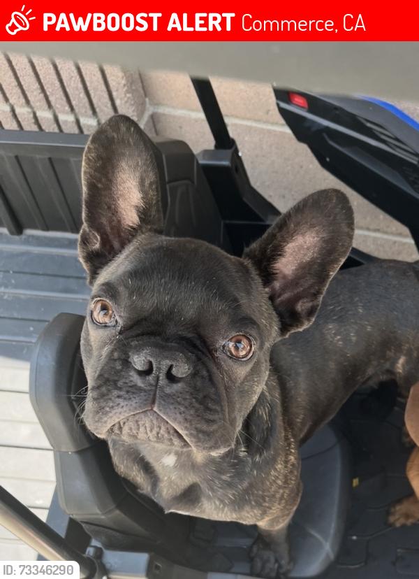 Lost Male Dog last seen Near simmons ave, Commerce, CA 90022